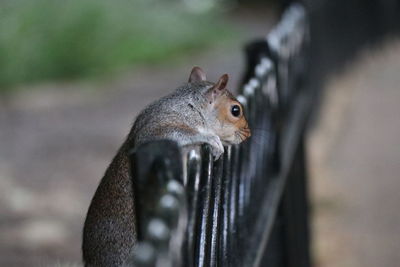 Close-up of squirrel