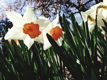 Close-up of flowers