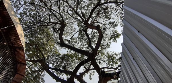 Low angle view of trees and building against clear sky