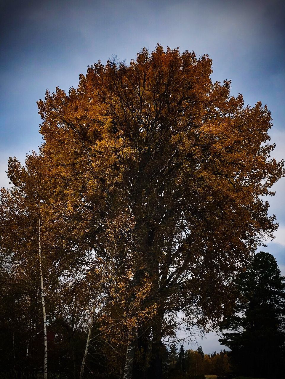 LOW ANGLE VIEW OF TREE IN FOREST DURING AUTUMN