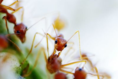 Close-up of insect on flower