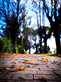 Autumn leaves on footpath