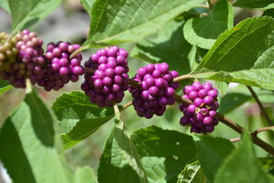 Close-up of beautyberry, callicarpa americana berries on tree