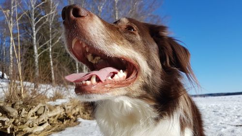 Close-up of dog in winter against sky