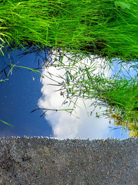 Reflection of tree in lake