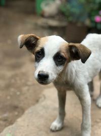 Close-up portrait of dog standing outdoors