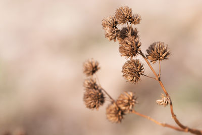 Close-up of wilted plant