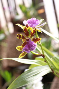 Close-up of purple flowering plant