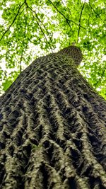 Low angle view of lizard on tree