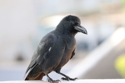 Group of black crows in the nature ,group of black crows in the nature .