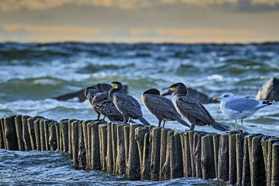 Seagulls perching on wooden post at beach