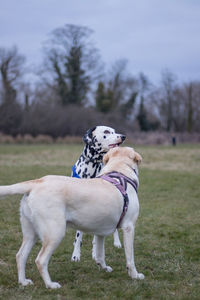 Dogs standing on grassy field against sky