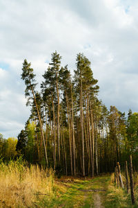 Low angle view of trees growing on field against sky
