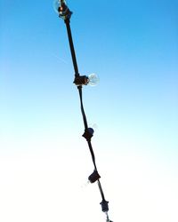 Low angle view of trees against clear blue sky