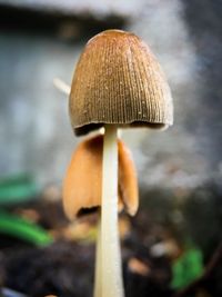 Close-up of fly agaric mushroom