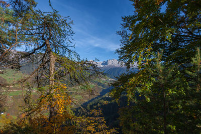 Catinaccio dolomite peaks peeking through an opening in the trees, tires valley, south tyrol, italy