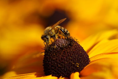 Close-up of bee pollinating yellow flower