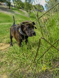 View of a dog on field