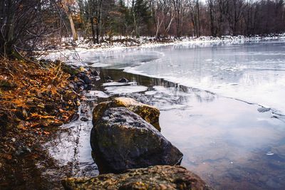 Scenic view of stream in forest