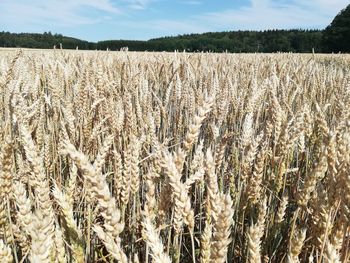 Scenic view of agricultural field