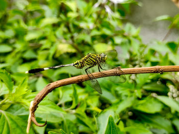 Close-up of butterfly