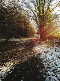 Trees in forest during autumn