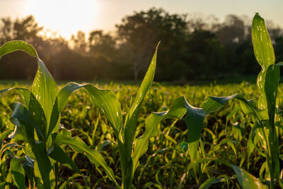 Close-up of plants growing on field against sky