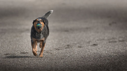 Dog running on land