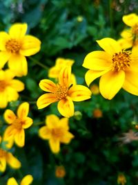 Close-up of yellow cosmos flowers blooming outdoors