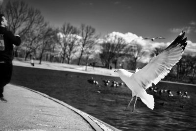 Bird flying against sky