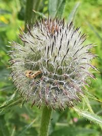 Close-up of white flower plant