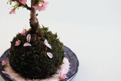 Close-up of bonsai tree against white background