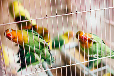 Close-up of parrots perching in cage