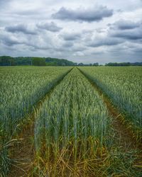 Scenic view of agricultural field against sky