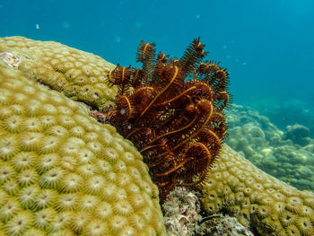 Close-up of fish swimming in sea