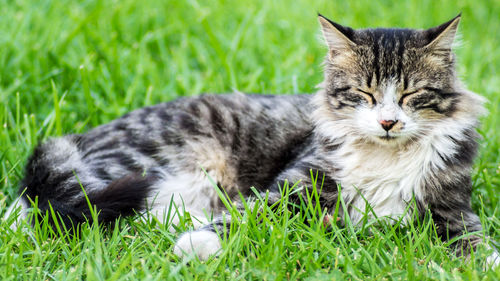 Cat relaxing on grassy field