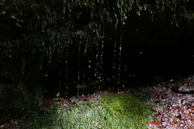 Water splashing in forest