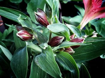 Close-up of red flowering plant