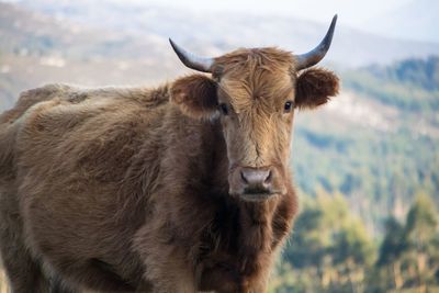 Portrait of a young cow in the field