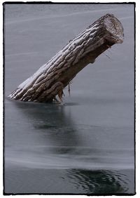 Close-up of lizard on tree by lake