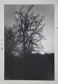 Low angle view of bare trees against sky