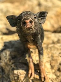 Portrait of an animal on a field