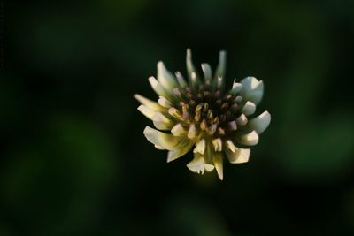 Close-up of flower blooming outdoors