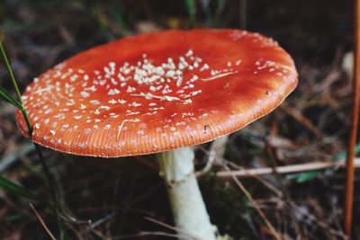 Close-up of fly agaric mushroom on field