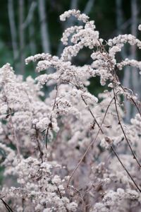 Dry plant seeds in autumn