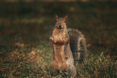 Portrait of an animal on field