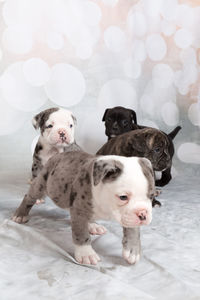 Close-up of bulldog puppies at home