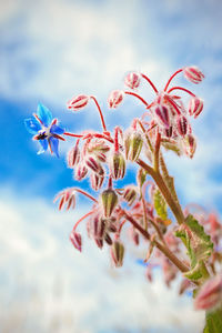 Close-up of flowers against sky