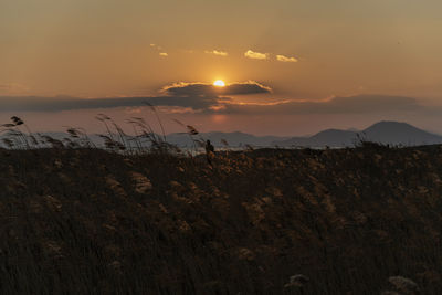 Scenic view of field against sky during sunset