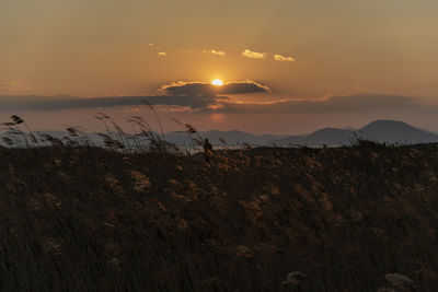 Scenic view of field against sky during sunset